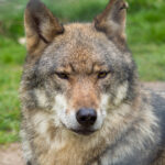 Wolf Canis lupus