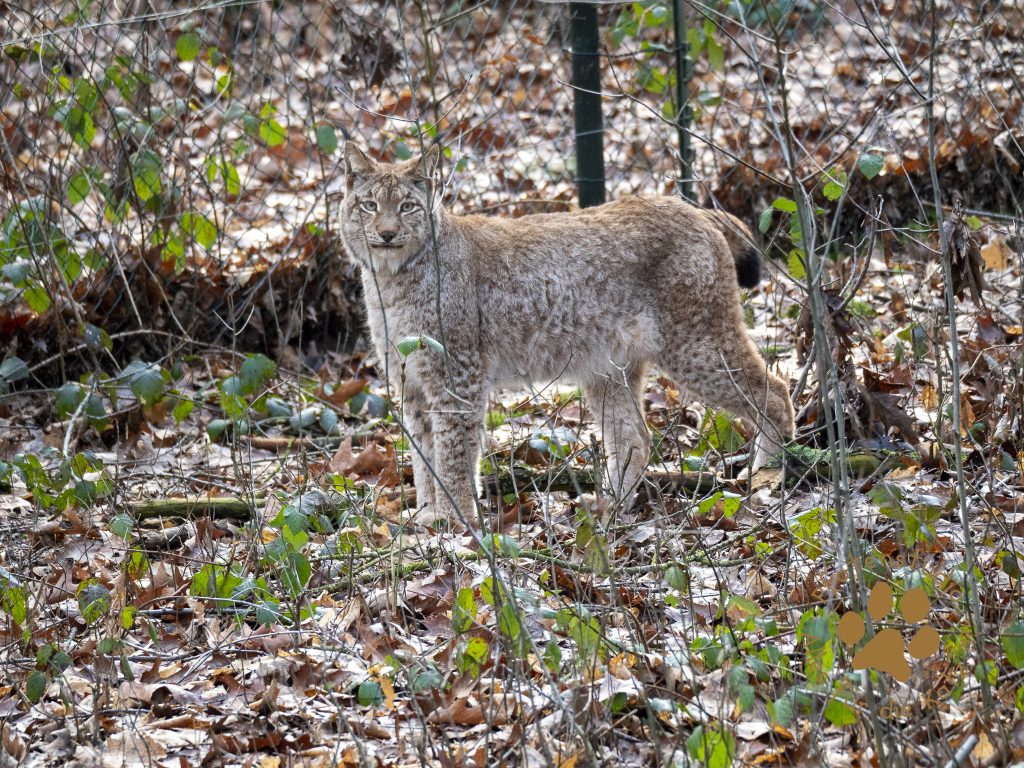 Europ_ischer_Luchs20180126_copy580