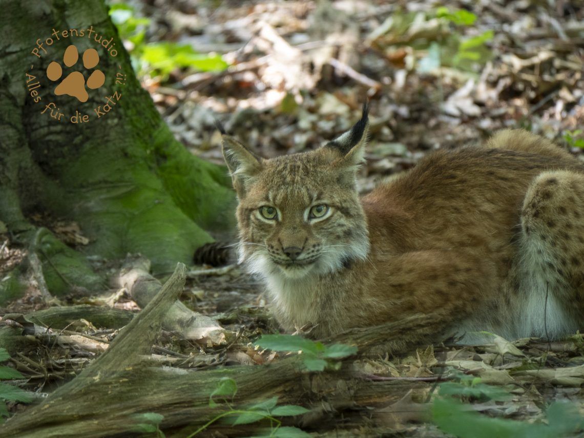 Europ_ischer_Luchs20190802_copy20190802