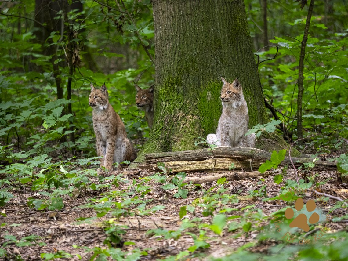Europ_ischer_Luchs2019080920190809