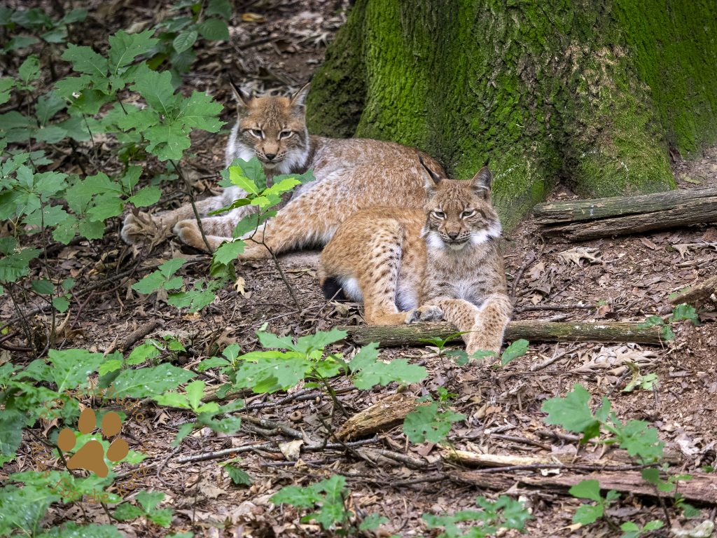 Europ_ischer_Luchs20190809_copy1220190809