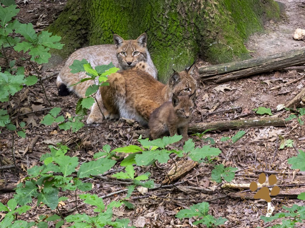 Europ_ischer_Luchs20190809_copy1720190809