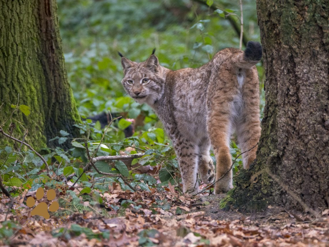 Europ_ischer_Luchs202001091222-7