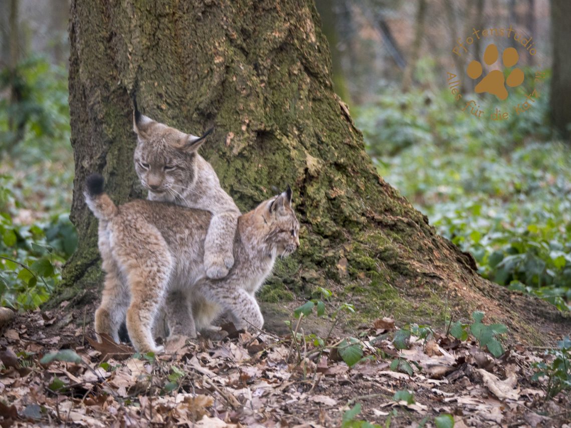 Europ_ischer_Luchs202001301418