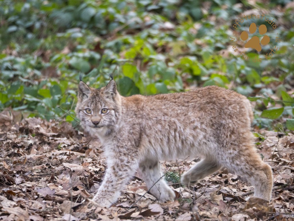 Europ_ischer_Luchs202001301418-19