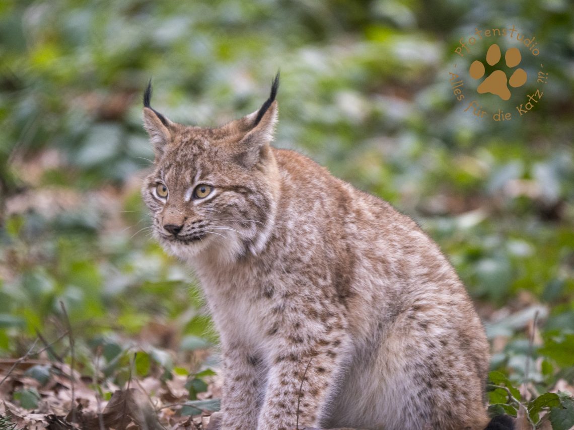Europ_ischer_Luchs202001301419-25