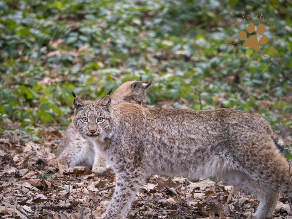 Europ_ischer_Luchs202001301421-4