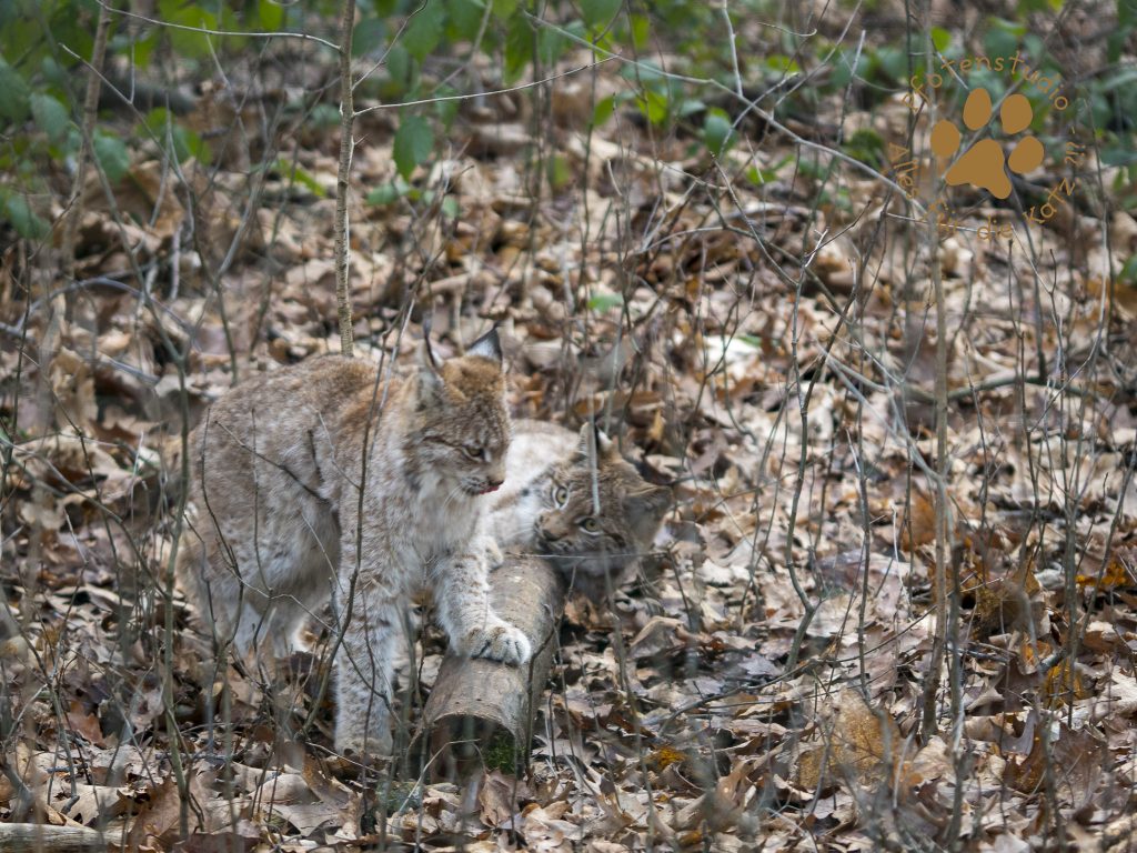 Europ_ischer_Luchs202001301432-4