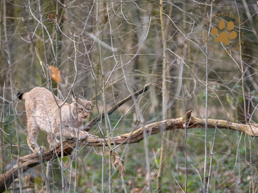 Europ_ischer_Luchs202001301454-16