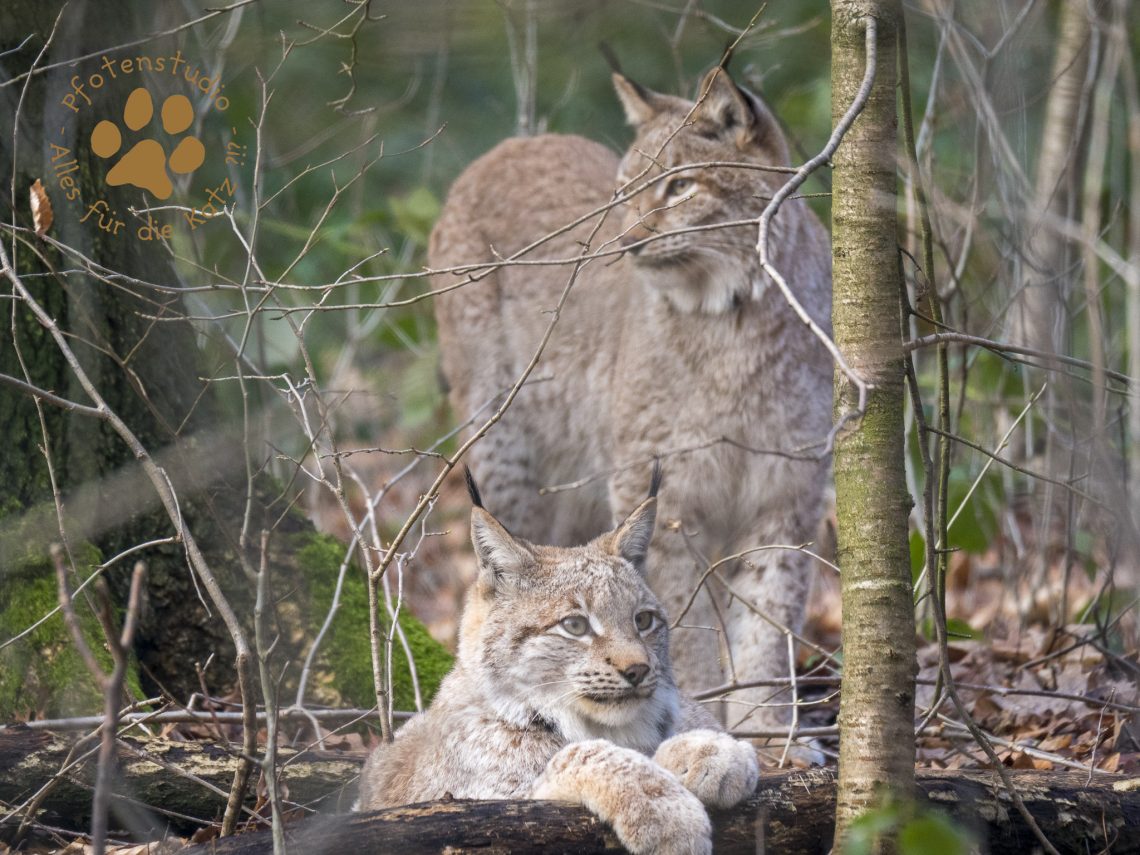 Europ_ischer_Luchs202002051315-2