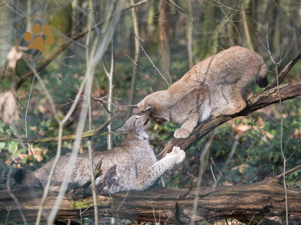 Europ_ischer_Luchs202002051325-16