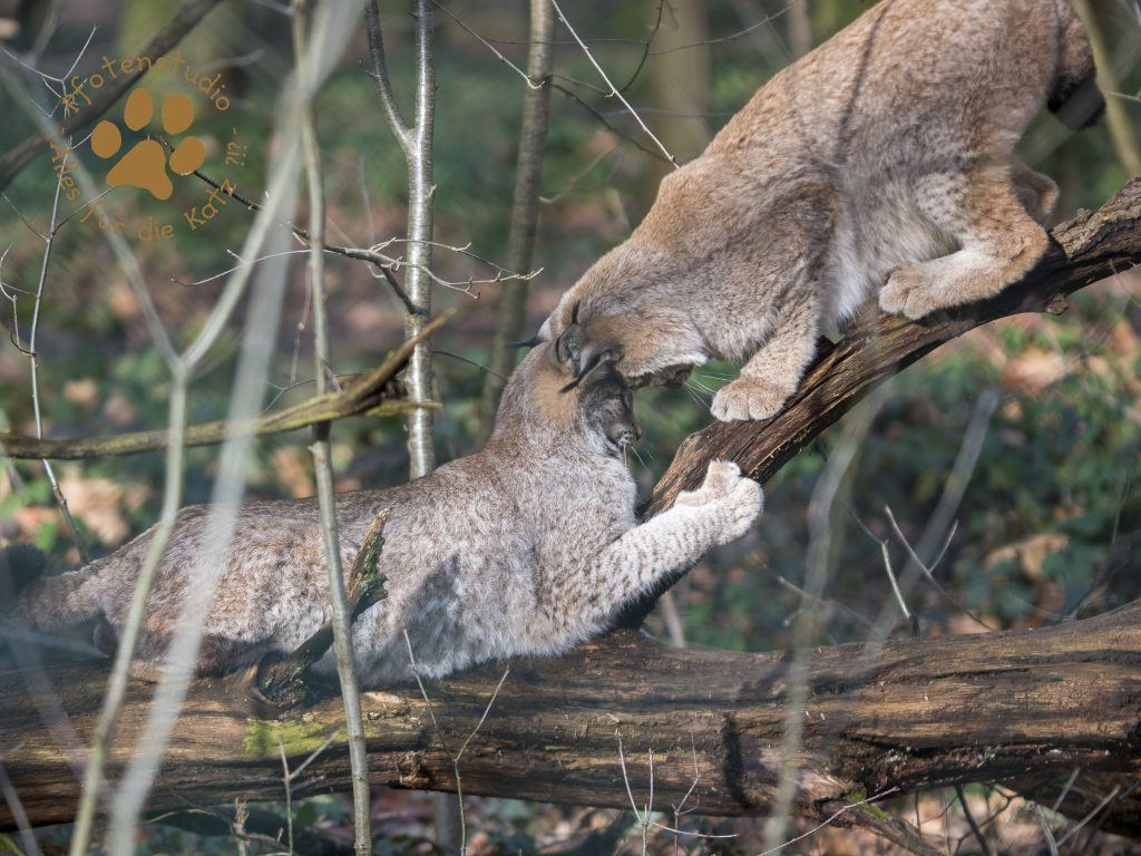Europ_ischer_Luchs202002051325-17