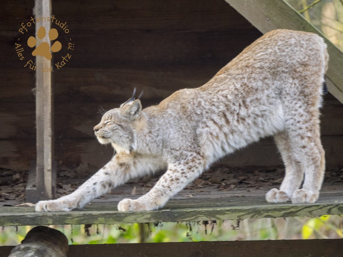 Europ_ischer_Luchs202002061534-6