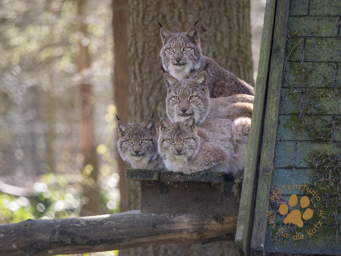 Europ_ischer_Luchs202003121416-8