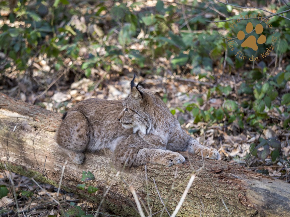 Europ_ischer_Luchs202003171448-11