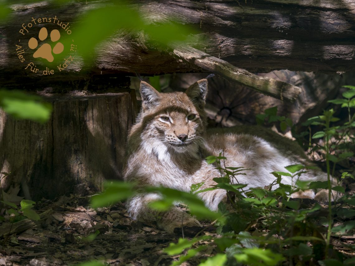 Europ_ischer_Luchs202005051232-13