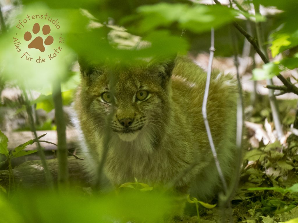 Europ_ischer_Luchs202005051402