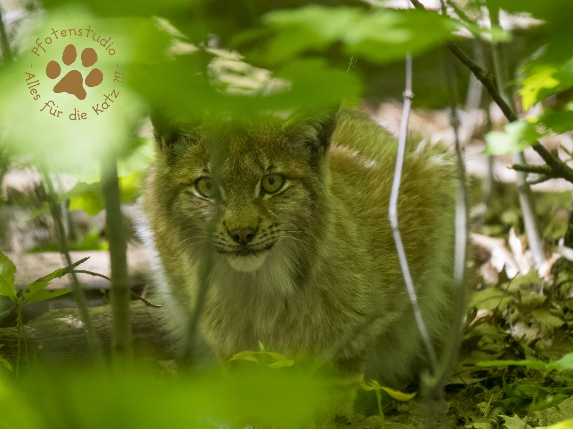 Europ_ischer_Luchs202005051402