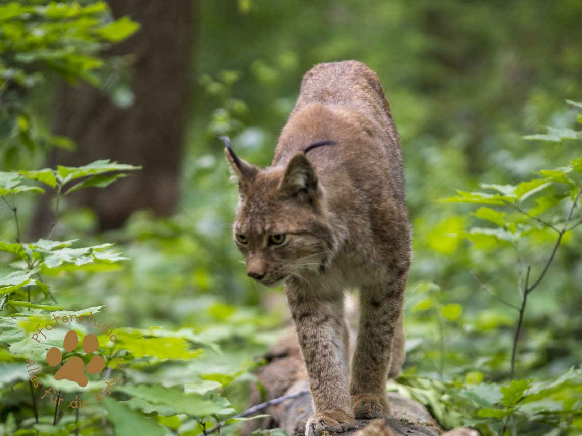 Europ_ischer_Luchs202005131340