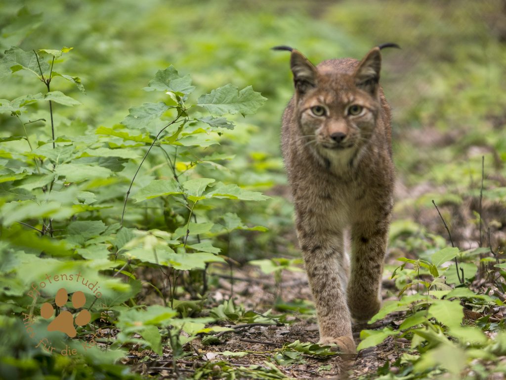 Europ_ischer_Luchs202005131535-3