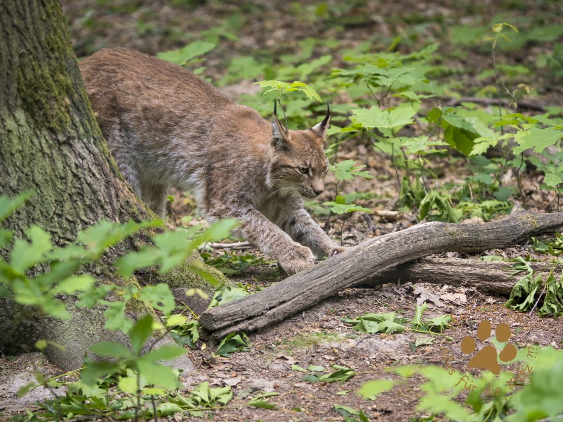 Europ_ischer_Luchs202005131547