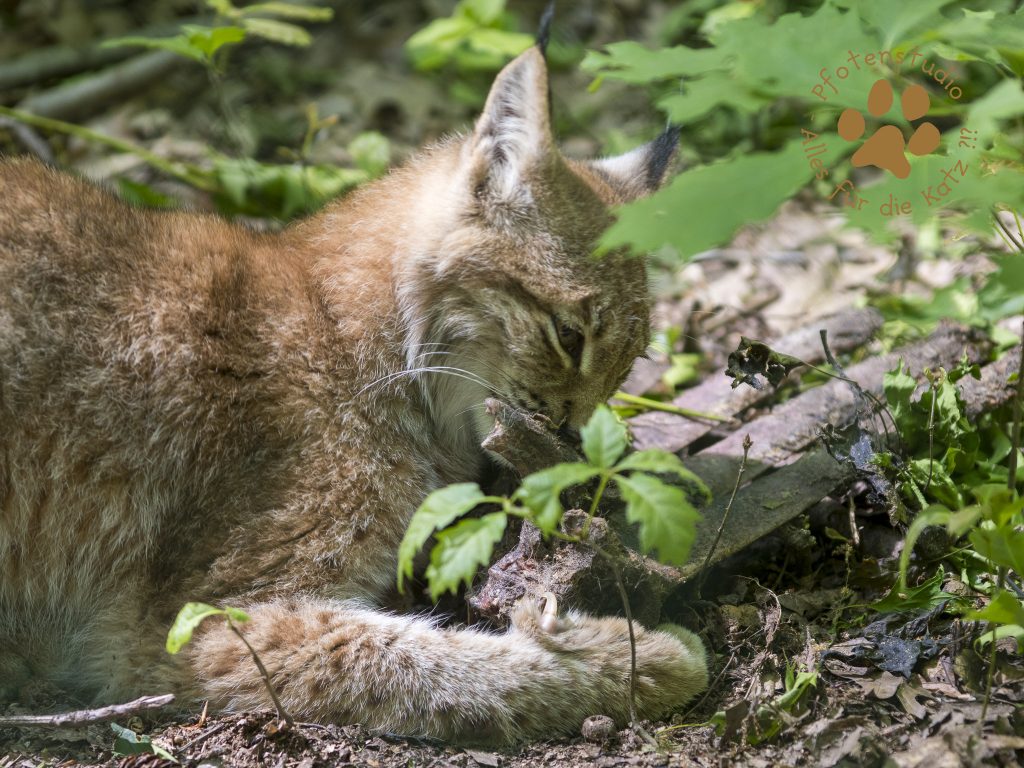 Europ_ischer_Luchs202005151444-15