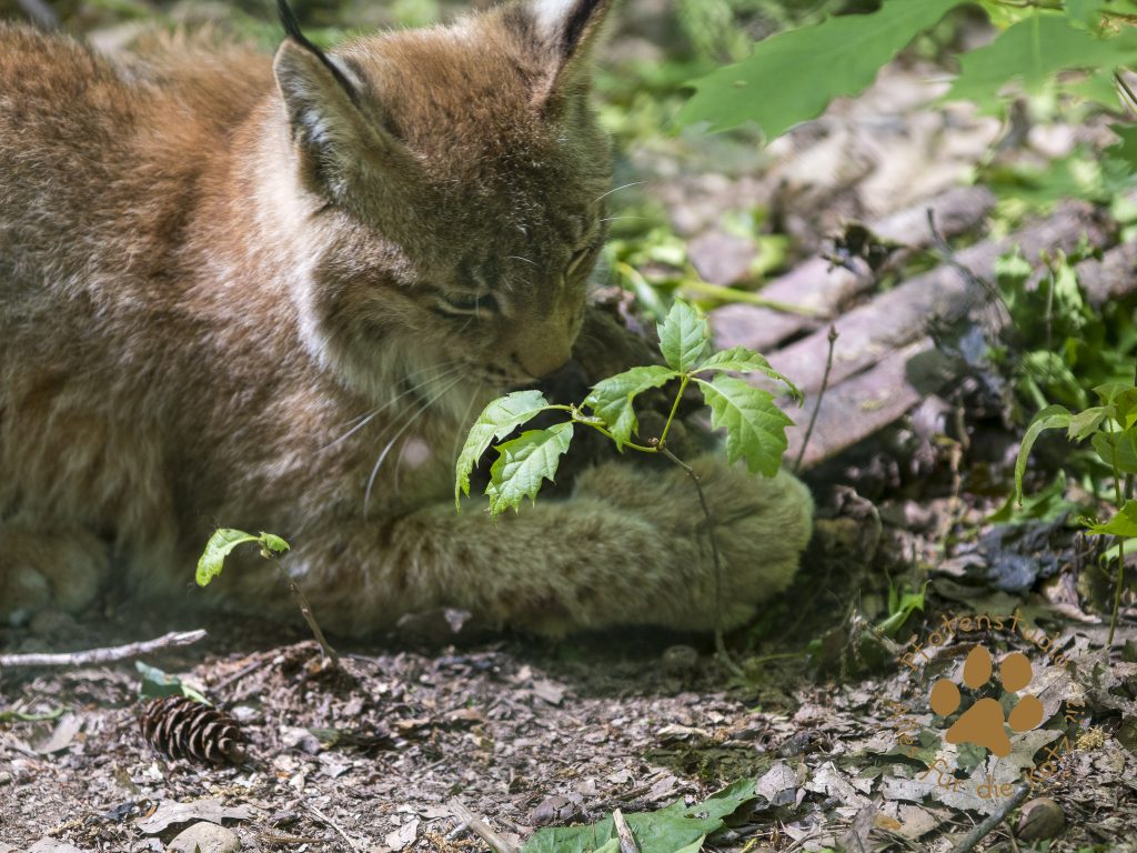 Europ_ischer_Luchs202005151444-17