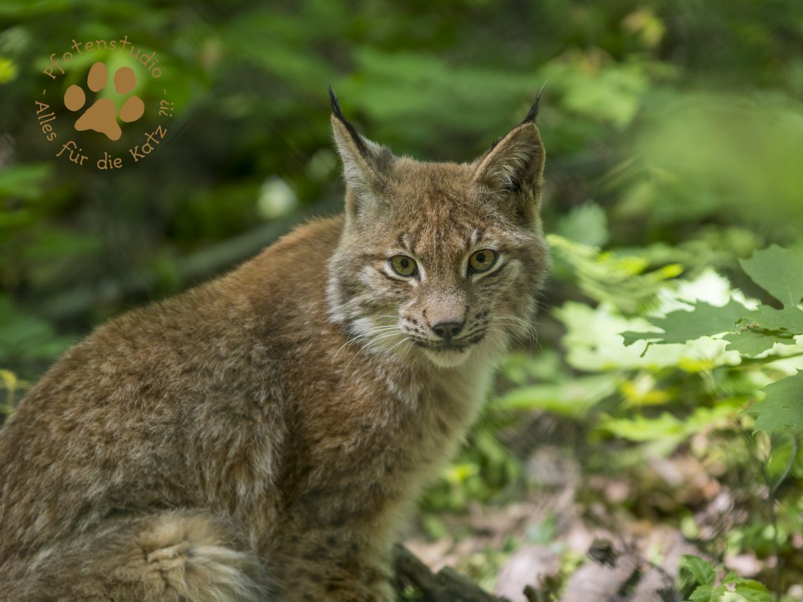Europ_ischer_Luchs202005151445-2