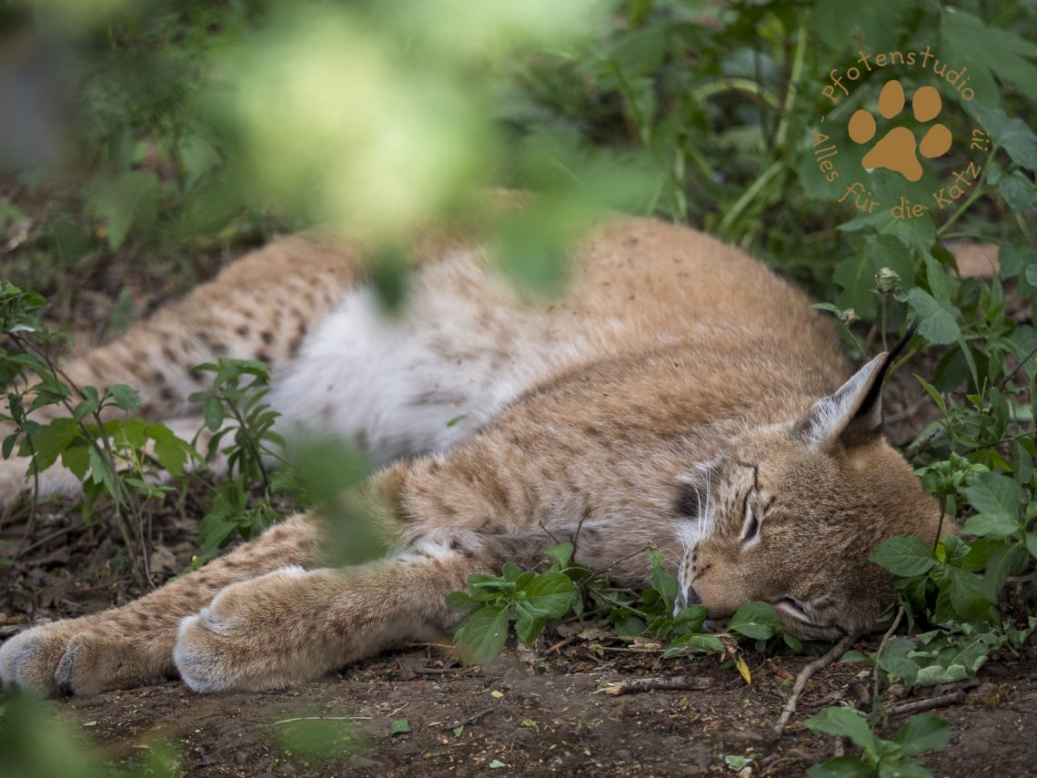 Europ_ischer_Luchs202005191333