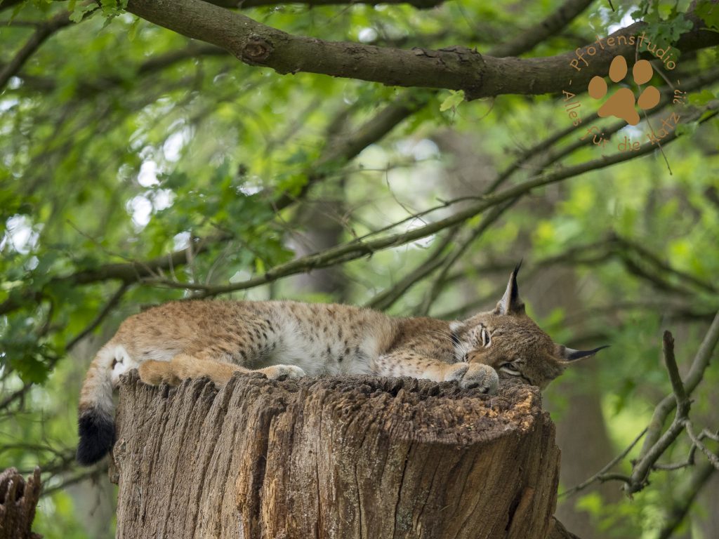 Europ_ischer_Luchs202005191333-3