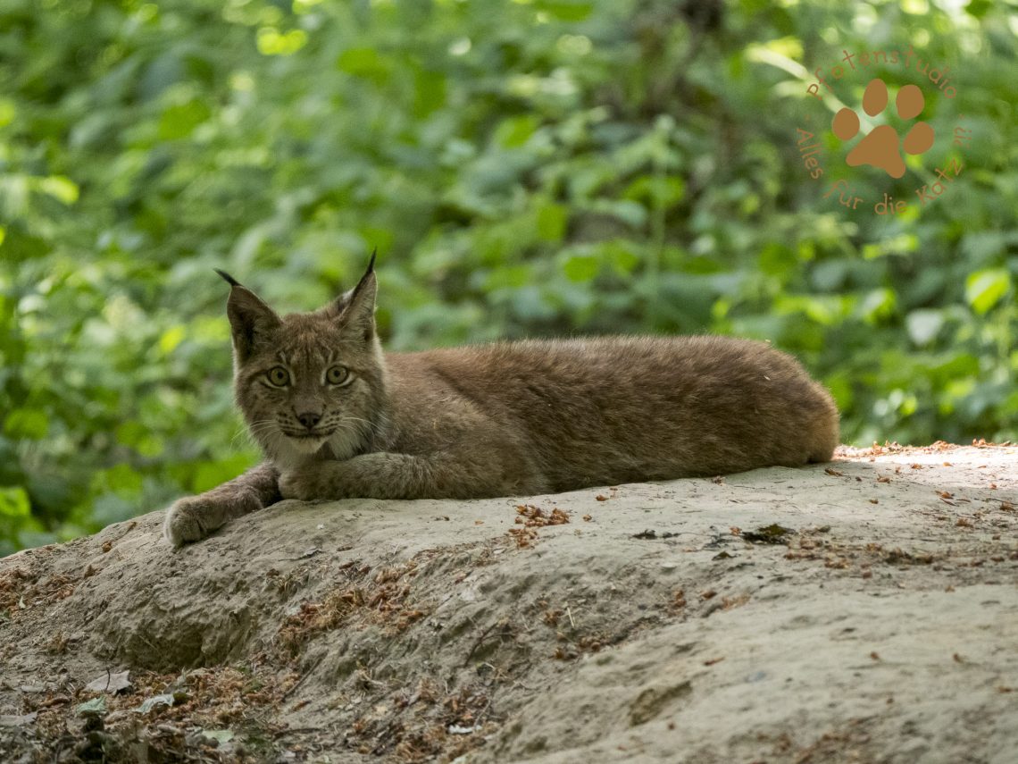 Europ_ischer_Luchs202006021543