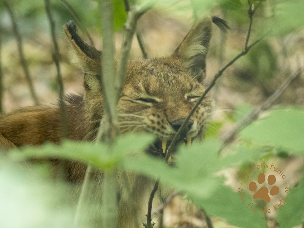 Europ_ischer_Luchs202006091455