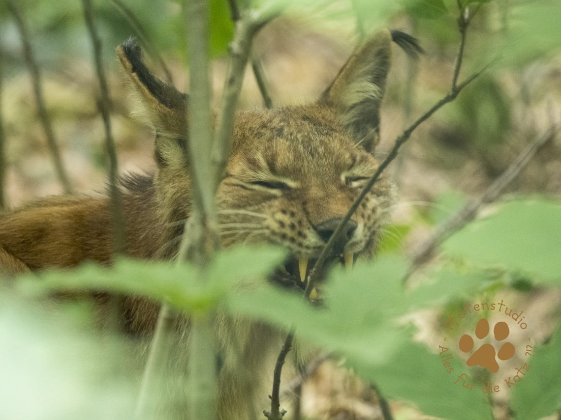 Europ_ischer_Luchs202006091455