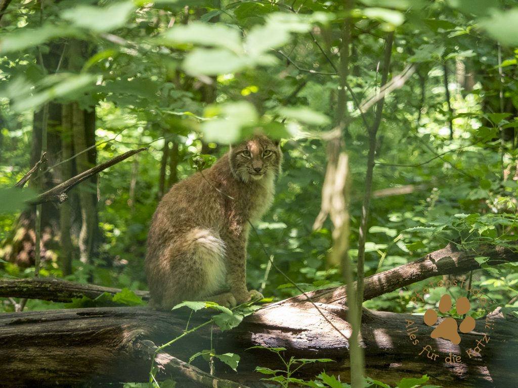 Europ_ischer_Luchs202006181431-11