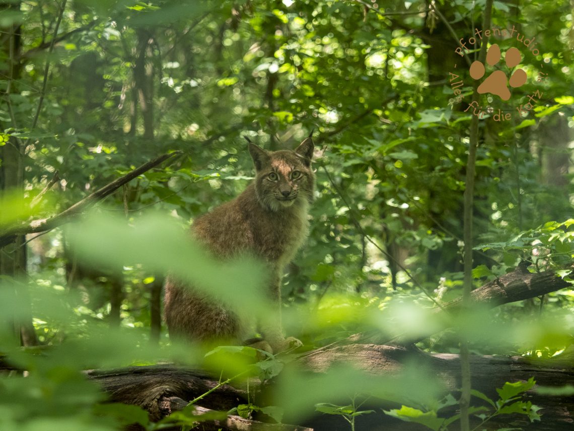 Europ_ischer_Luchs202006181431-7