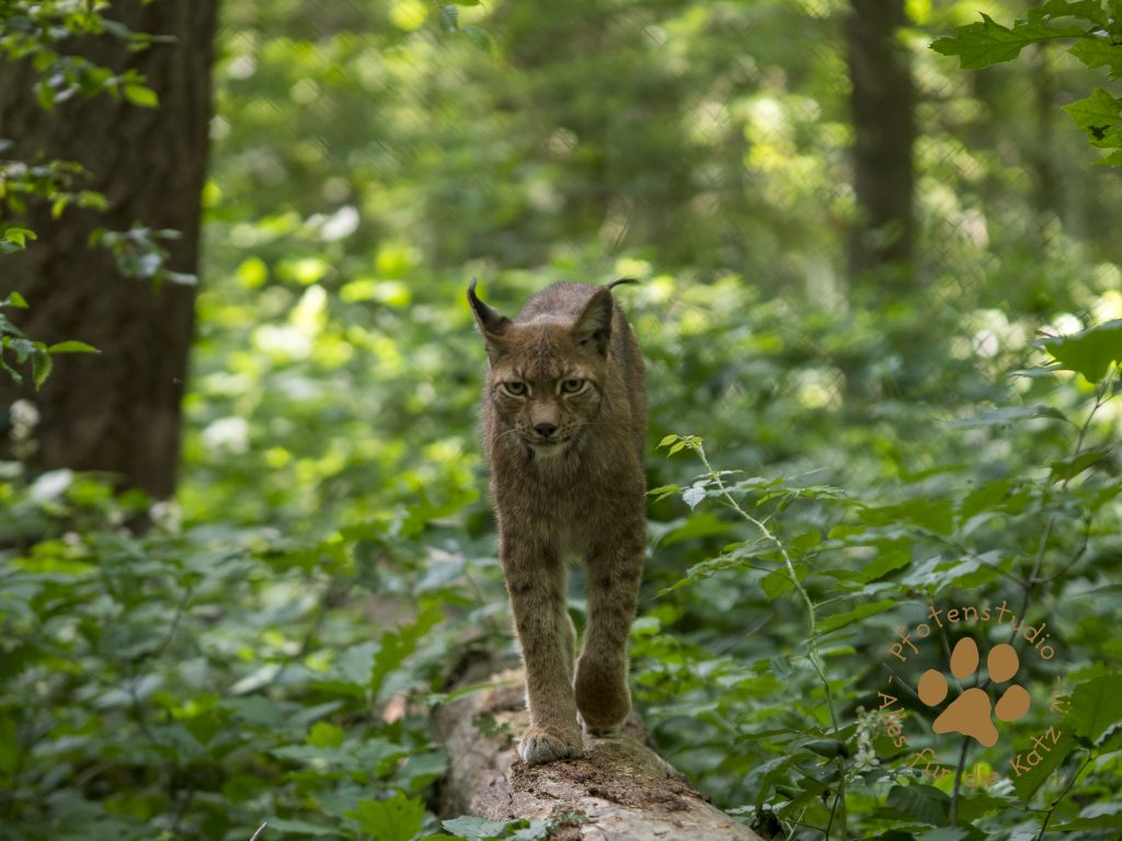 Europ_ischer_Luchs202006251552-4