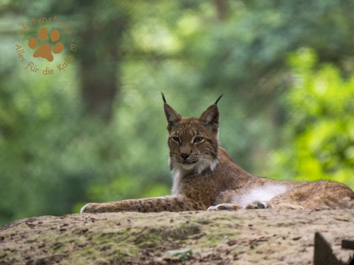Europ_ischer_Luchs202006251556