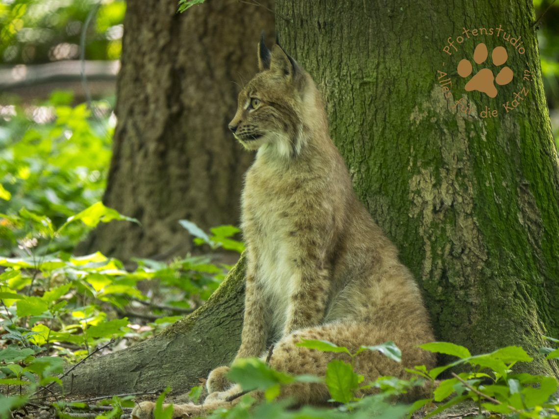 Europ_ischer_Luchs202006251611