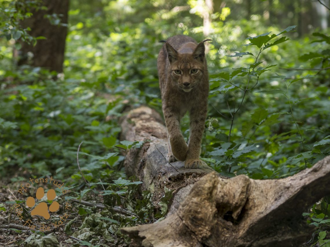 Europ_ischer_Luchs202006251616-10
