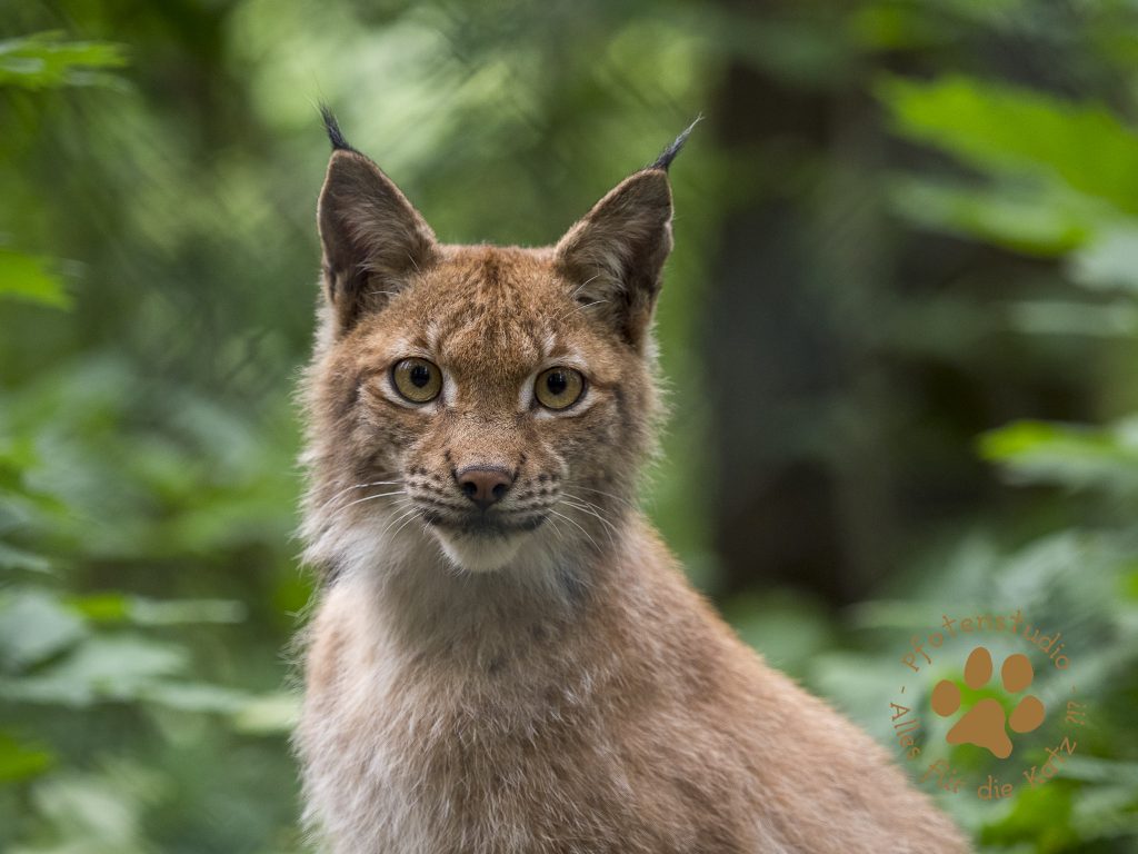 Europ_ischer_Luchs202007021455