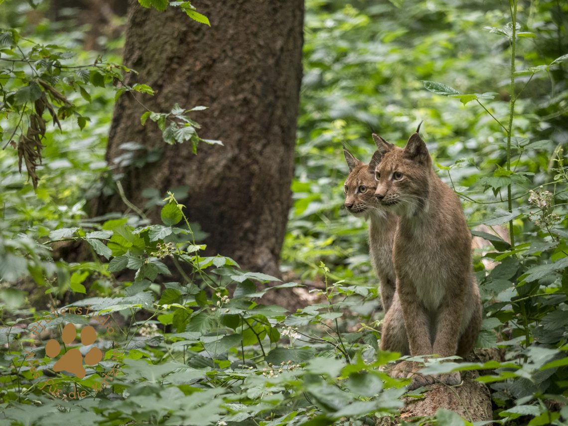 Europ_ischer_Luchs202007021549-7