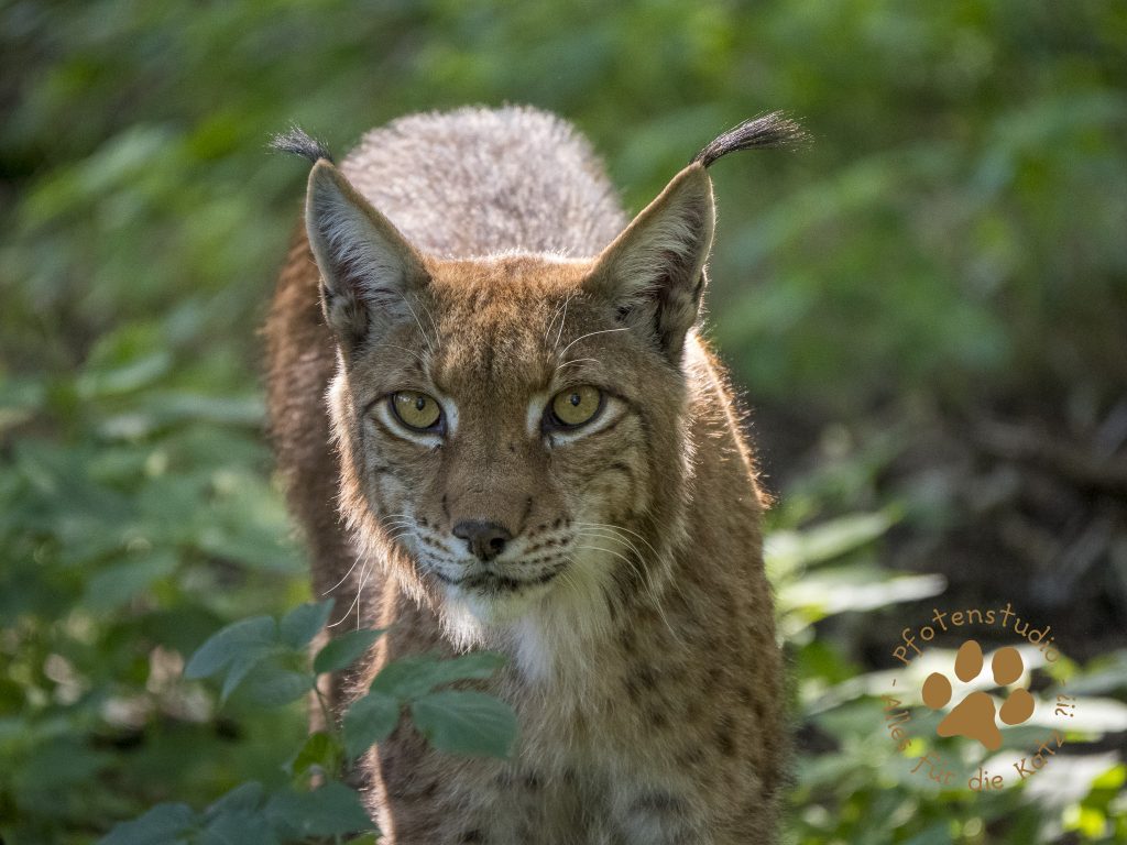 Europ_ischer_Luchs202007131629-5