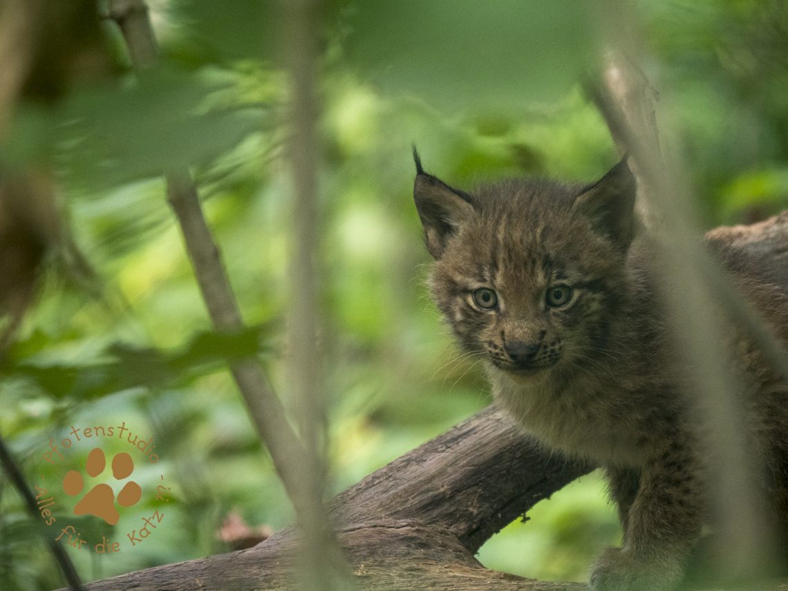 Europ_ischer_Luchs202007151358-18
