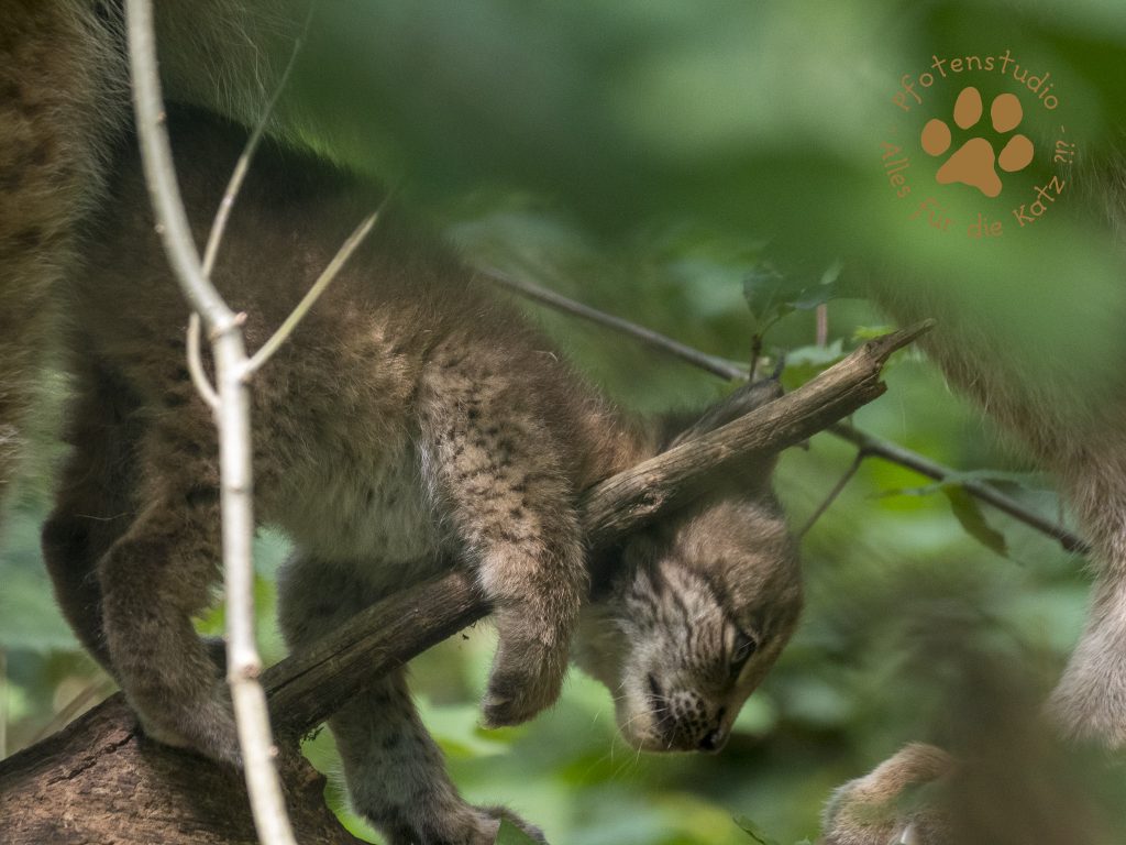 Europ_ischer_Luchs202007151359-8