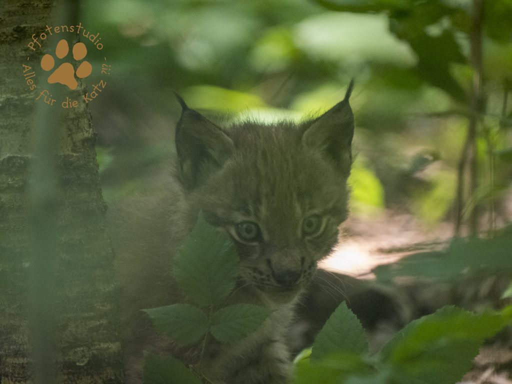 Europ_ischer_Luchs202007181504