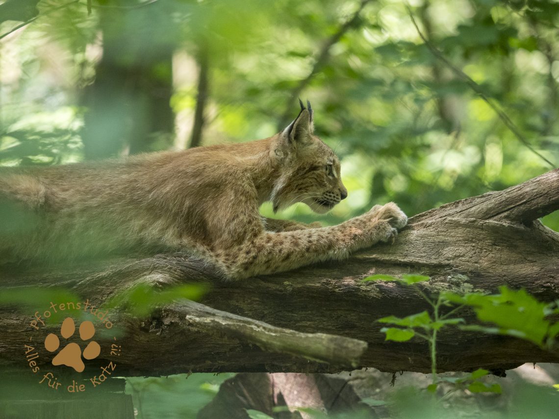 Europ_ischer_Luchs202007181510-14
