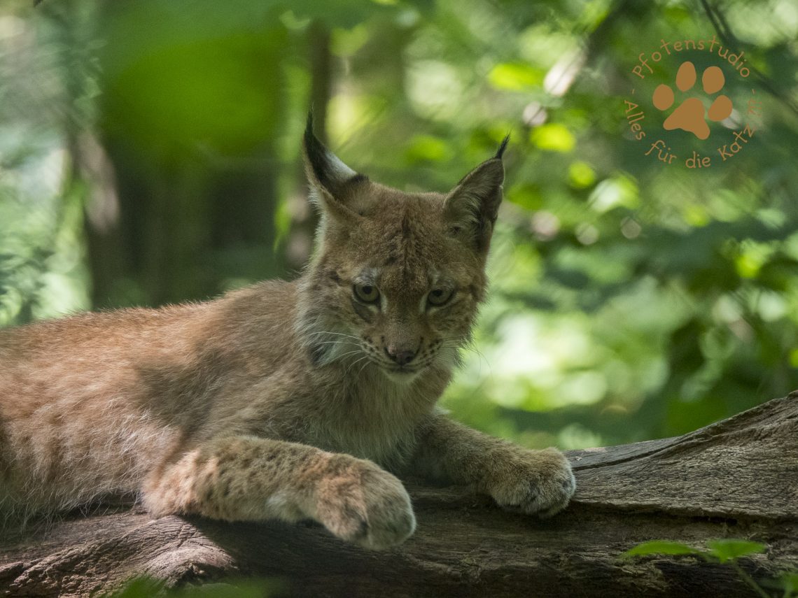 Europ_ischer_Luchs202007181514-11