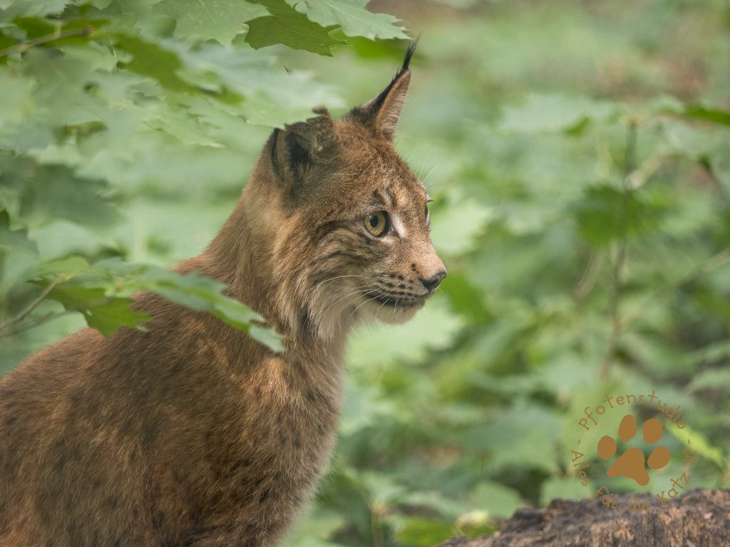 Europ_ischer_Luchs202008111615-8