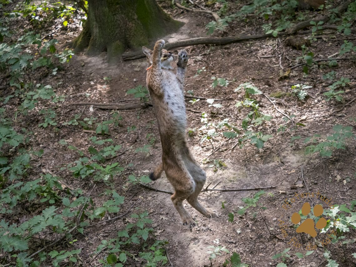 Europ_ischer_Luchs202008111619-24