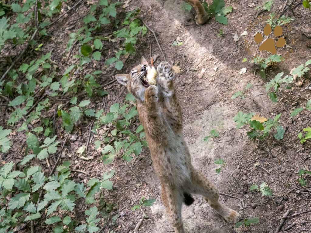 Europ_ischer_Luchs202008111620